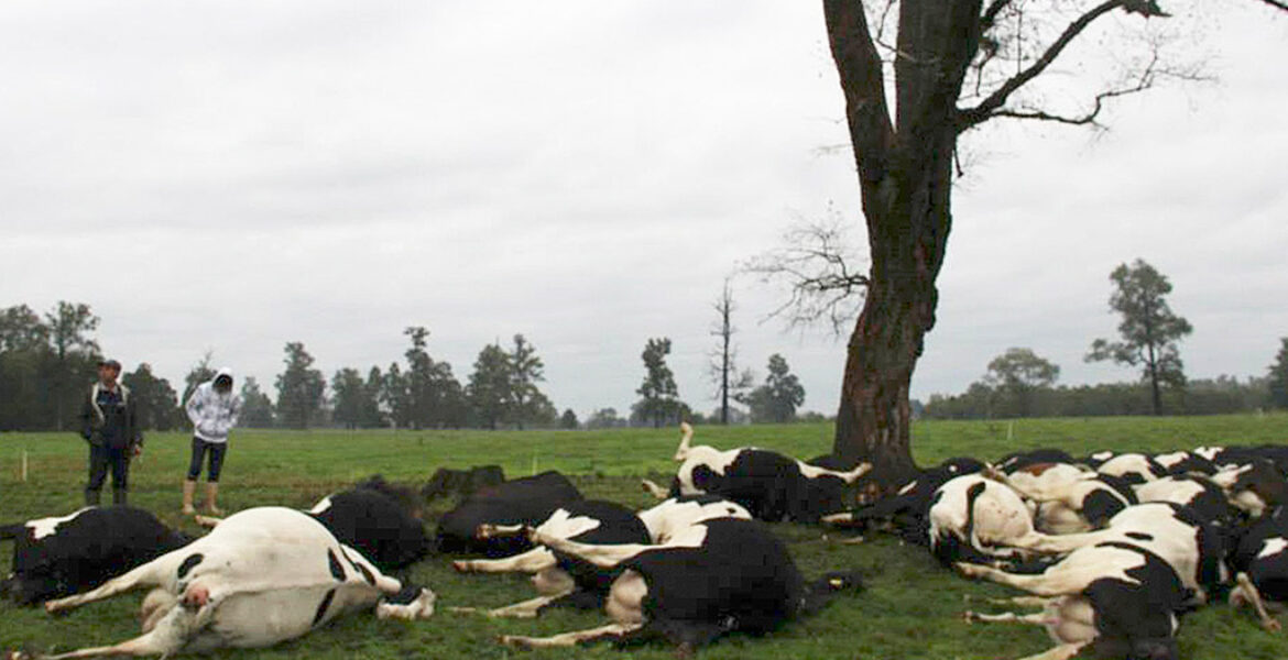 Коровы гибнут на севере Казахстана: ветеринары не могут поставить диагноз