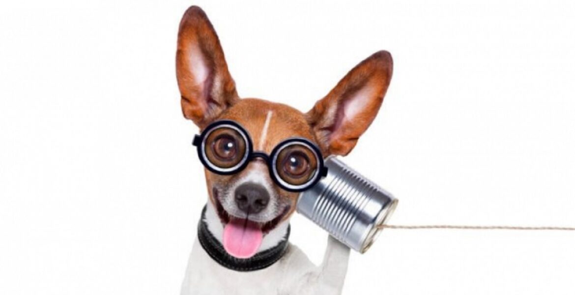 Прототип телефона для собак разработали в Великобритании