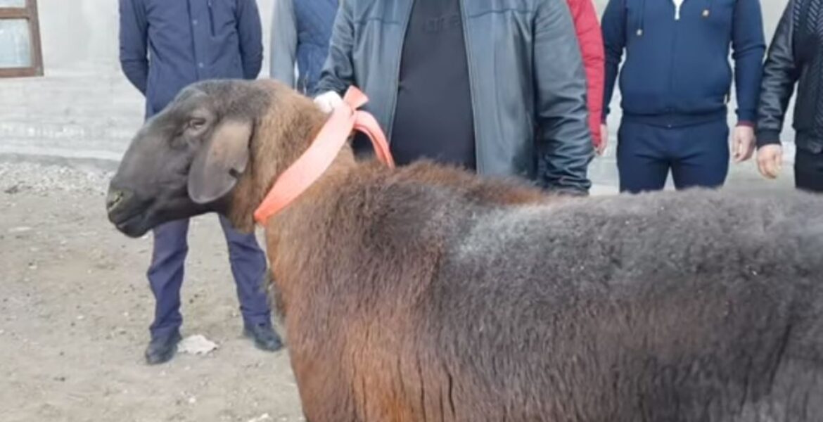 Рекорд казахстанских животноводов — баран по цене квартиры. Видео
